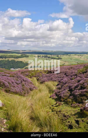 Swaledale. Guardando attraverso Marrick da Ellerton Moor, North Yorkshire Foto Stock