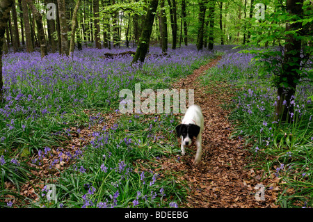 White dog walk levetta suoneria percorso sentiero coperto con foglie di colore marrone tappeto delle Bluebells in legno Jenkinstown Contea di Kilkenny Irlanda Foto Stock