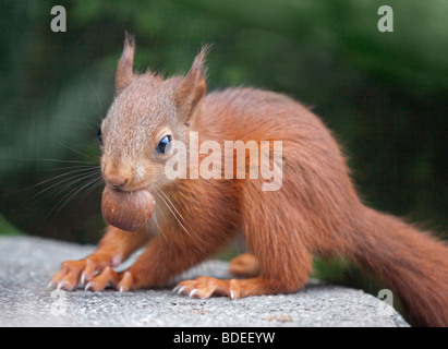 Baby rosso europeo scoiattolo (Sciurus vulgaris) con dado Foto Stock