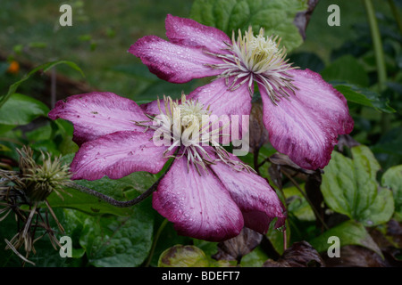 La clematide fiori Foto Stock