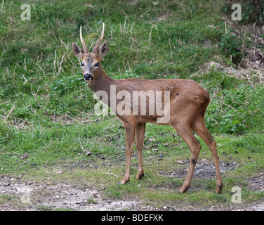 Il Roe Deer Buck (Capreolus capreolus) Foto Stock