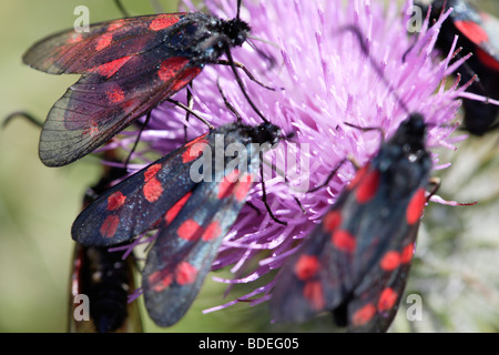 Vivacemente colorato insetti su un fiore di cardo Foto Stock