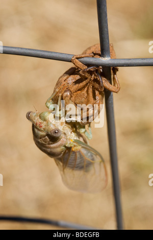 Adulto Cicala orni, avendo appena emerse dalla sua pelle nymphal Foto Stock