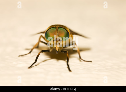 Faccia a faccia con un colore verde-eyed cavallo volare in Grecia Foto Stock