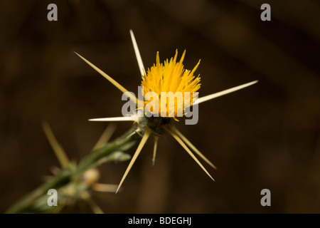 Giallo Star-Thistle, Centaurea solstitialis, crescendo nel Peloponneso della Grecia Foto Stock