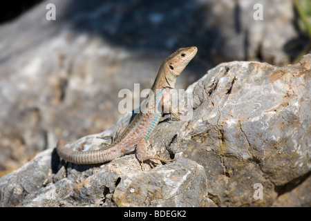 Peloponneso Lucertola muraiola, Podarcis peloponnesiaca Foto Stock