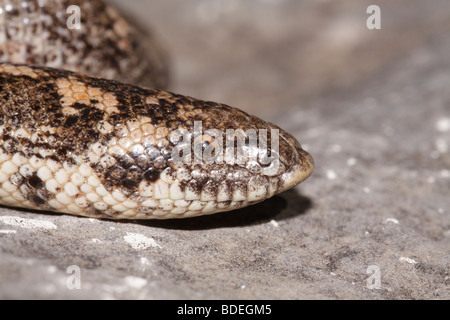 Ritratto di una boa di sabbia Foto Stock