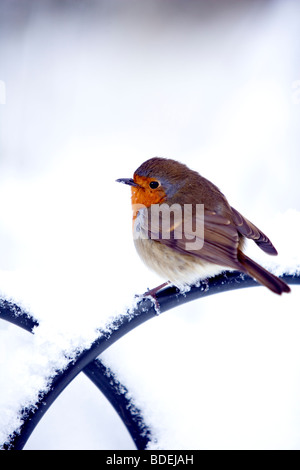 Robin appollaiato sulla ringhiera, scena di neve, London, England, Regno Unito, Europa Foto Stock