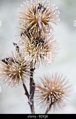 Arctium lappa- Foto Stock