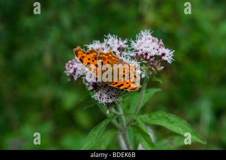 Virgola butterfly, Polygonia c-album, West Sussex, in Inghilterra, Regno Unito Foto Stock
