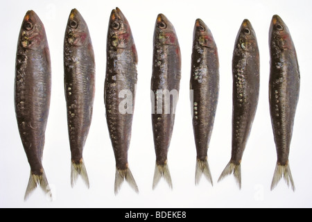 Sardine Foto Stock