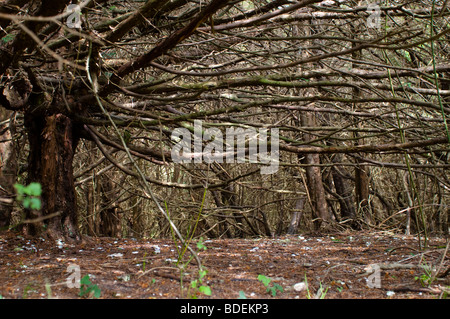 Kingley Vale antica Yew Tree Forest, West Sussex, Regno Unito Foto Stock