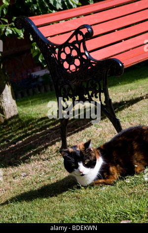 Un guscio di tartaruga cat posa sul prato di legno e metallo panchina da giardino colorato in rosso Foto Stock