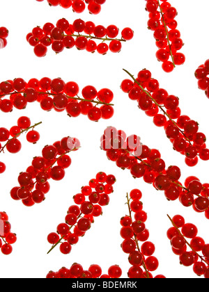Ribes rosso Foto Stock