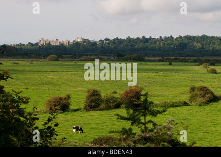 Vista di una mucca che pascolano nel West Sussex campagna con il Castello di Arundel in background, REGNO UNITO Foto Stock