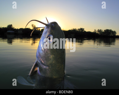 Un pesce gatto pesce proveniente salta fuori di acqua in Florida USA al tramonto su saltwater flats in Charlotte Harbor Foto Stock