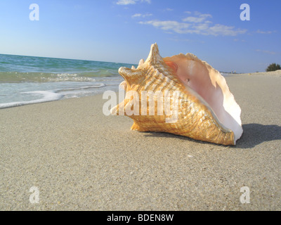 Queen conch shell su una spiaggia, generico Foto Stock