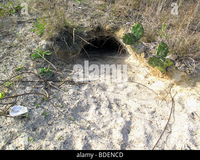 Den o scavano nella sabbia in pericolo di Florida tartaruga gopher Foto Stock