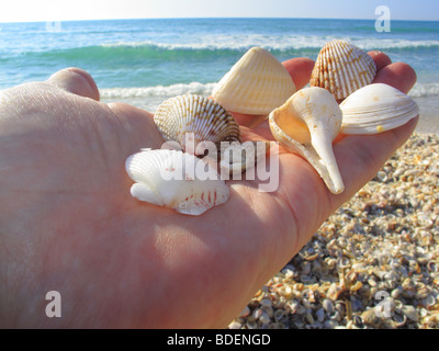 Conchiglie su una spiaggia a Sanibel Island in Florida negli Stati Uniti Foto Stock