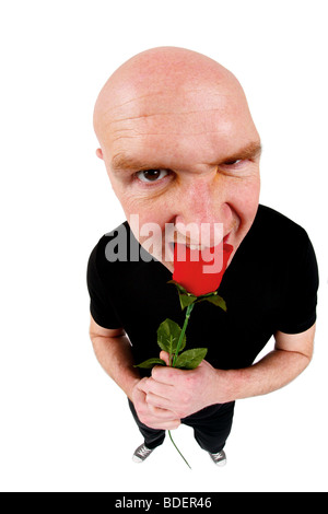 Testa calva uomo mordere in una rosa rossa Foto Stock