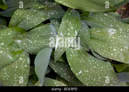 Gocce di pioggia cordone fino sulle foglie di una pianta di giardino. Foto Stock