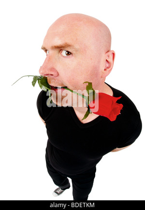 Testa calva uomo con una rosa rossa in bocca Foto Stock