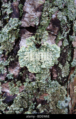 Il Lichen Moss che cresce su un argento Betulla Foto Stock