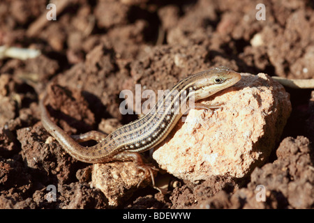 Lacerta laevis lucertola trovata in Cipro, Israele, Giordania, Libano, Territorio palestinese, la Siria e la Turchia. Foto Stock