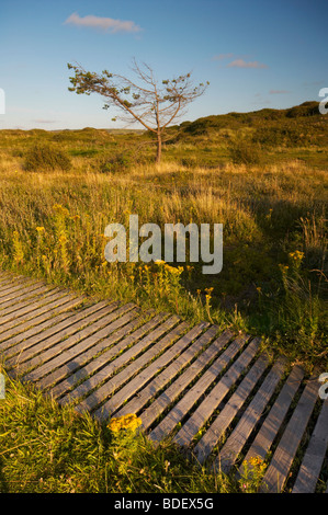 Passerella di legno che corre attraverso le dune di sabbia a Braunton Burrows in North Devon Regno Unito Foto Stock