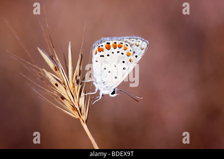 Gioiello di erba (Chilades trochylus o Freyeria trochylus) FARFALLA Foto Stock