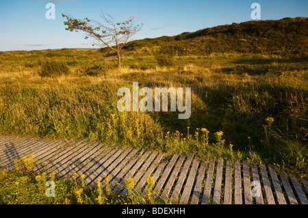 Passerella di legno che corre attraverso le dune di sabbia a Braunton Burrows in North Devon Regno Unito Foto Stock