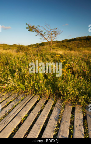 Passerella di legno che corre attraverso le dune di sabbia a Braunton Burrows in North Devon Regno Unito Foto Stock