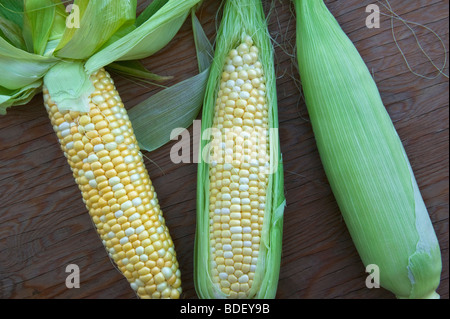 Bi-colore, di mais appena raccolto, Foto Stock