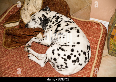 Cane dalmata addormentato sonnecchiare sul cuscino in casa. vista dall'alto sopra il signor Foto Stock