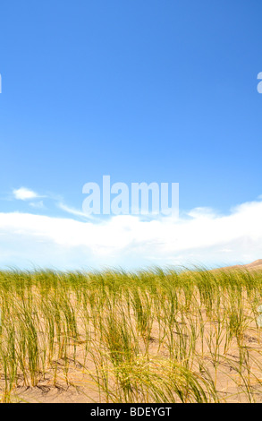 Il vento che soffia attraverso l'erba verde con un cielo blu e nuvole Foto Stock