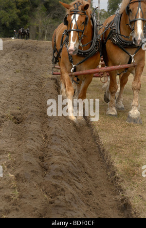 Aratro annuale Days Festival a Dudley Farm Historic State Park, Newberry, Florida--Registro Nazionale dei Luoghi Storici. Foto Stock