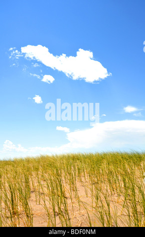 Il vento che soffia attraverso l'erba verde con un cielo blu e nuvole Foto Stock