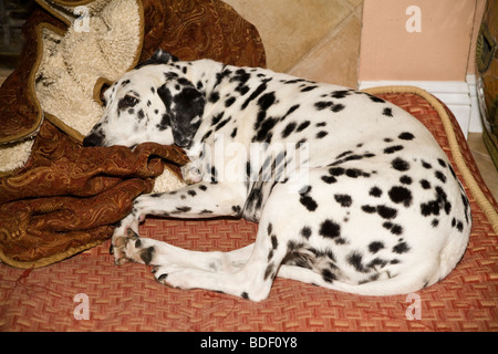 Cane dalmata addormentato sonnecchiare sul cuscino in casa. vista dall'alto sopra il signor Foto Stock