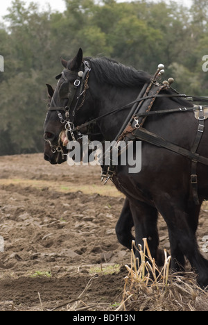 Aratro annuale Days Festival a Dudley Farm Historic State Park, Newberry, Florida--Registro Nazionale dei Luoghi Storici. Foto Stock