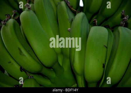 Le banane che cresce su albero Foto Stock