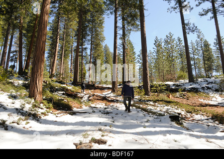 Passeggiate tra i boschi innevati in California sotto un sole cielo blu. Foto Stock