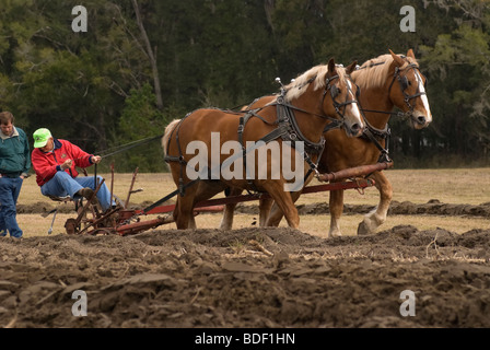 Aratro annuale Days Festival a Dudley Farm Historic State Park, Newberry, Florida--Registro Nazionale dei Luoghi Storici. Foto Stock