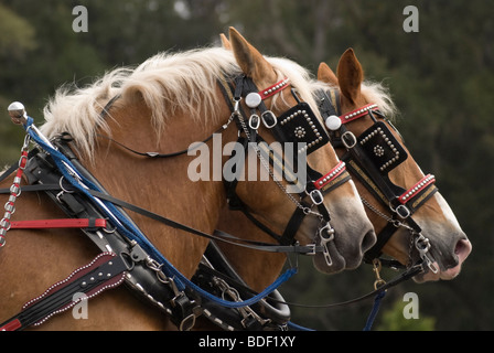 Aratro annuale Days Festival a Dudley Farm Historic State Park, Newberry, Florida--Registro Nazionale dei Luoghi Storici. Foto Stock