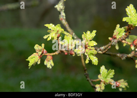 Molla di fogliame verde Quercia gemme Quercus robur inglese Bosco Foresta di Sherwood Nottinghamshire County Inghilterra REGNO UNITO Foto Stock