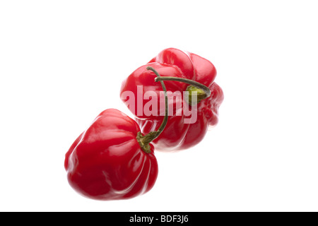 Una coppia di Rosso Scotch Bonnet peperoncini piccanti studio shot contro uno sfondo bianco Foto Stock