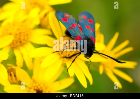 Inghilterra, Tyne and Wear. Six-Spot Burnett (falena Zygaena filipendulae) su un fiore selvatico vicino al St Mary's Island riserva naturale Foto Stock