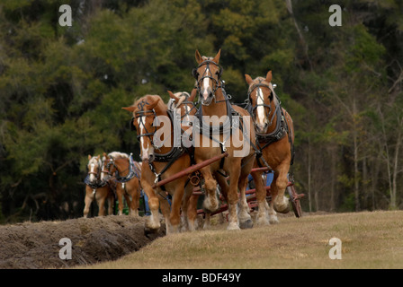 Aratro annuale Days Festival a Dudley Farm Historic State Park, Newberry, Florida--Registro Nazionale dei Luoghi Storici. Foto Stock