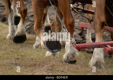 Aratro annuale Days Festival a Dudley Farm Historic State Park, Newberry, Florida--Registro Nazionale dei Luoghi Storici. Foto Stock