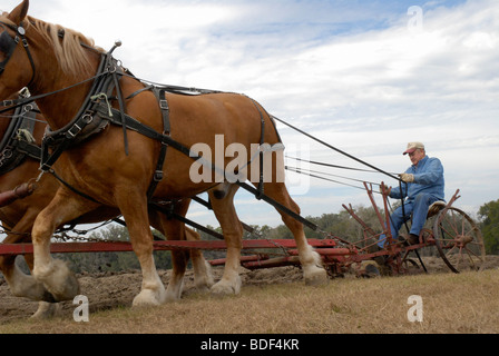 Aratro annuale Days Festival a Dudley Farm Historic State Park, Newberry, Florida--Registro Nazionale dei Luoghi Storici. Foto Stock