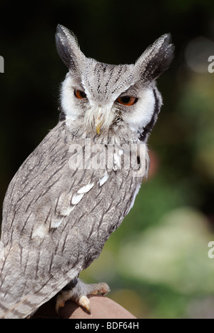 Una di fronte bianco-assiolo (Otus leucotis), fotografato in un paese di Kent visualizza, UK. Foto Stock